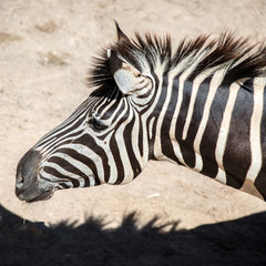 Close up of animal picture - Zebra head