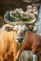 Animal head portrait - Endangered species in IUCN Red List of Threatened Species full adult male Banteng