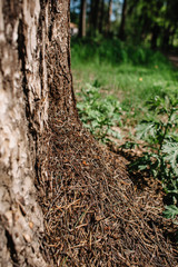 An anthill at the foot of a tree in the forest. Brown ants on the trunk