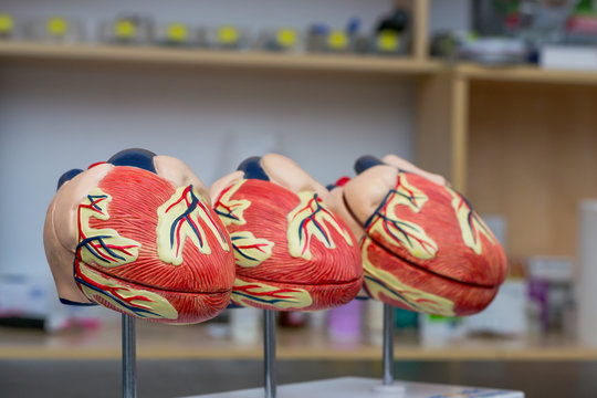 dog hearts mold, normal heart and heart with DCM and blurred background