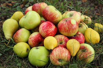 Rich harvest of ripe apples and pears, on the grass in the garden.