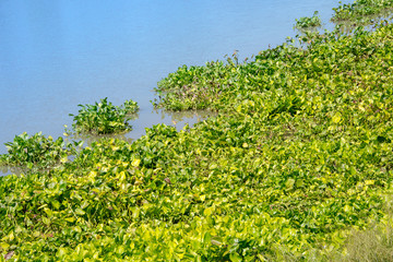 Fototapeta na wymiar Network of Water hyacinth plant floating on a river bank