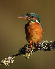 Close up off a Female Kingfisher perched on a branch in golden light with a brown background. 