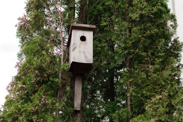 tree house for birds on the tree, birdhouse from the tree for wintering birds