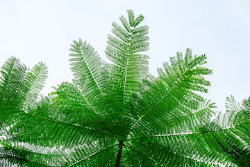 Green tree and white background, the beauty of the fishbone leaves.