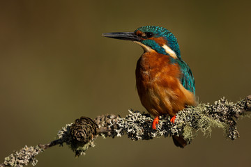 Male Kingfisher perched on a branch with a green and brown blurred background.