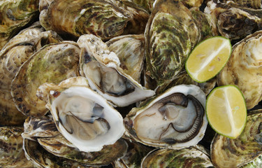 Raw oysters background