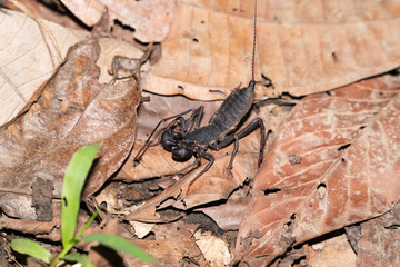 Ugly black whip scorpion in Borneo