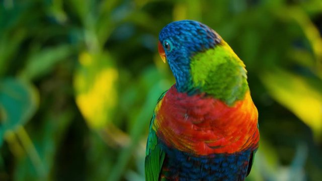 Colorful rainbow lorikeet parrot on a branch with greenbackground