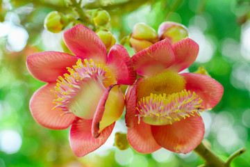 Obraz na płótnie Canvas Cannonball flower or Couroupita guianensis on the Tree-1