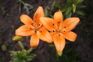 Fototapeta premium Top view of the gorgeous orange lilies of hexagonal shape.