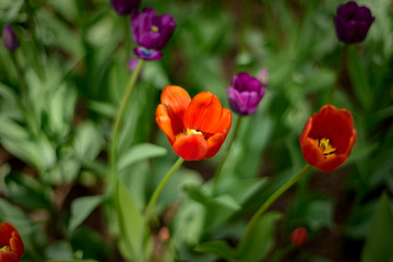 Beautiful and colorful red and violet tulips on blurry dark green colors background. Large close-up photography from Tulip Festival.