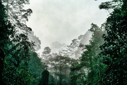Tropical jungle in morning light and fog