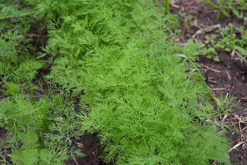 dill in the garden