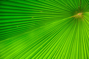 Closeup Washington Palm or Washingtonia robusta leaves,Pattern of palm leaves.
