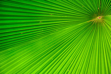 Obraz premium Closeup Washington Palm or Washingtonia robusta leaves,Pattern of palm leaves.