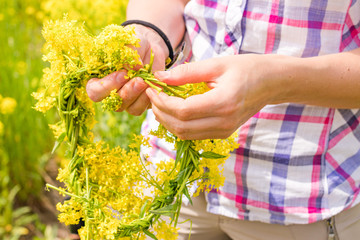 woman's hand weaves a wreath yellow colza field in the morning