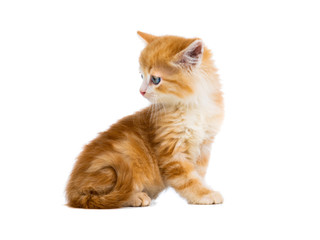 orange kitten sits on a white