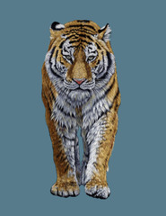 Gorgeous tiger illustration.