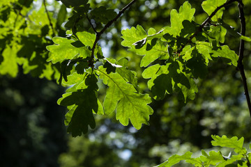 Blätter und Bäume im Park