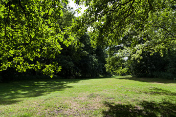 Blätter und Bäume im Park
