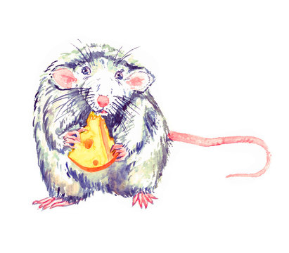 Small funny white-gray rat blue eyed standing, eating cheese and looking straight, watercolor painting. Isolated on white illustration  design element for invitation, card, print, posters