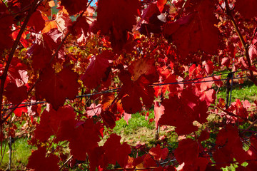 vine leaves of Lambrusco grasparossa in the autumn, detail of the foliage with a blurred  background sky