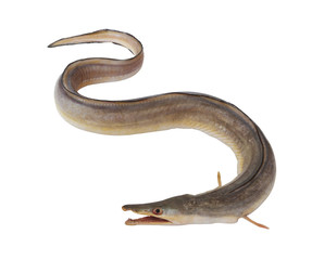 Indian pike conger or conger-pike eel isolated on white, congresox talabonoides - obrazy, fototapety, plakaty