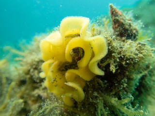 Nudibranch eggs laying