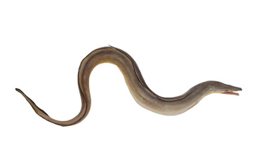 Indian pike conger or conger-pike eel isolated on white, congresox talabonoides