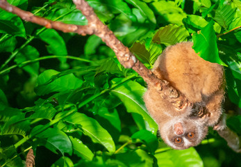 Fototapeta premium Slow loris high up in tree at night.