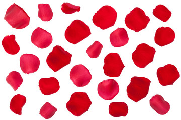 Rote Rosenblätter Freisteller