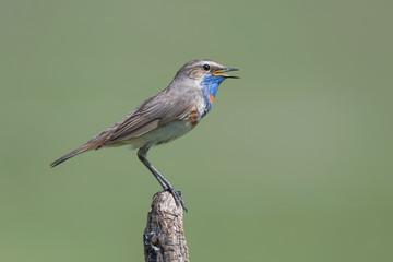 The incredible bluethoroat (Luscinia svecica)