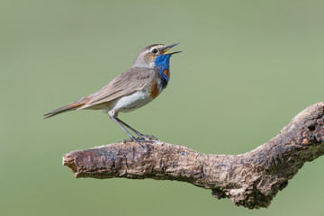 The incredible bluethoroat (Luscinia svecica)