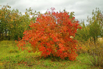 garden on an autumn evening in the countryside, Russia.