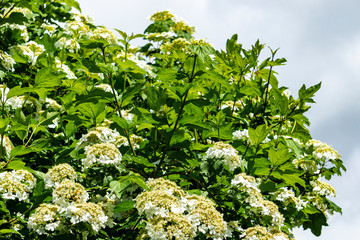 Beautiful white flowers of blooming viburnum on blurred blue sky background. selective focus, close-up. Kalina ordinary large, deciduous shrub. Concept of nature of North Caucasus for design.