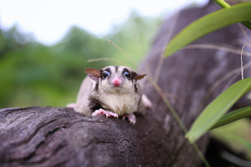 Close up the Eye of Sugar-Glider on the tree.