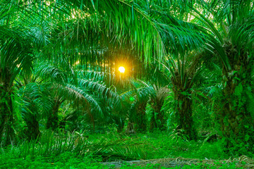 Brightness through the oil palm trees