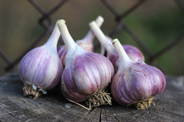 Ripe garlic bulbs s on a wooden stump.