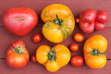 Red and yellow tomatoes of different varieties and sizes, some of them are mutated.