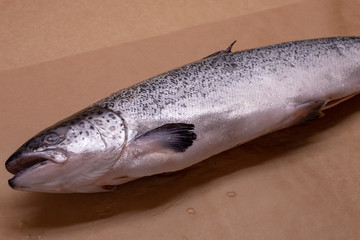 Whole frozen fish. Atlantic salmon