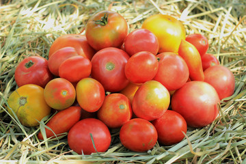 A rich crop of tomatoes of different varieties in the hay.