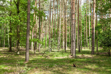 Obraz premium Wald