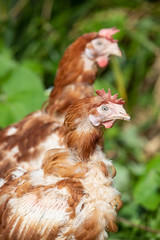 Rescue Hens roam free in their new free range back yard. Lohmann Brown breed © mrriley