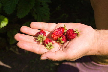 Naklejka na ściany i meble Ripe strawberries on the female hand in the garden. Agriculture concept, cultivated berries, farming season