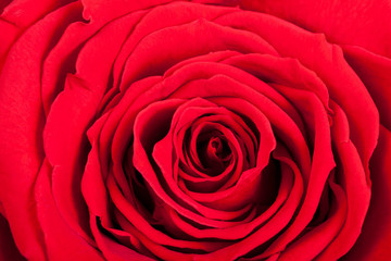 Rote Rose