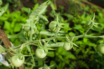A branch of cherry tomatoes with small green fruits. Agriculture concept, cultivated plants, farmers season