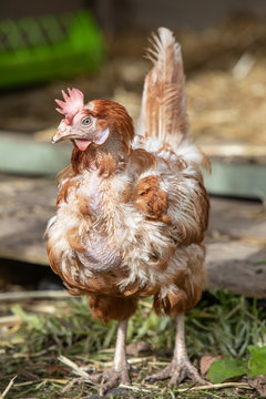 Rescue Hens roam free in their new free range back yard. Lohmann Brown breed