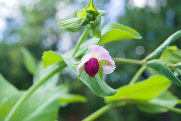 Pink flower of the pea (Pisum sativum) in the garden. Agriculture concept, cultivated legumes.