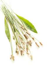 Blooming Ribwort Plantain ,Plantago lanceolata narrowleaf plantain, ribleaf herb isolated on a...
